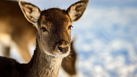 srna deer-5973385 1280